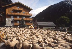 Location Champagny-en-Vanoise : Fin d'�t�, la transumance...
